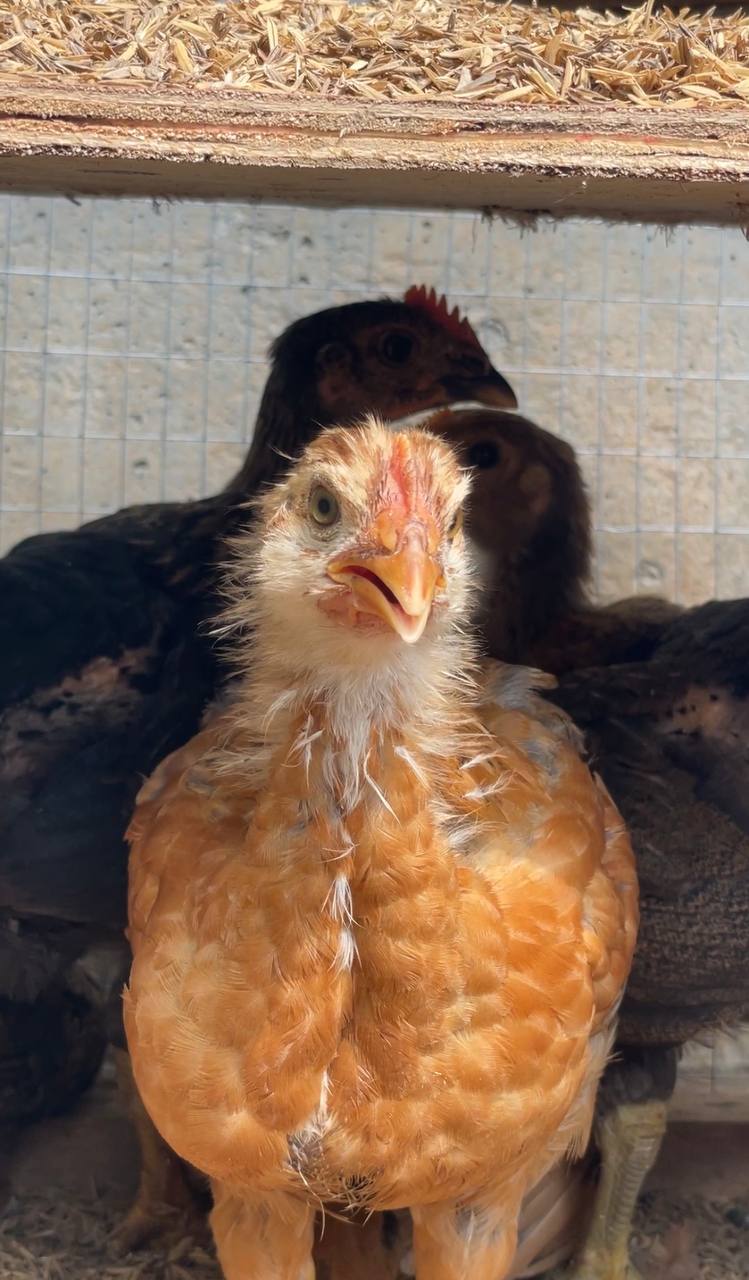 Ayam kampung reban Elma Farmstay